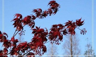 红色枫叶像什么的比喻句 枫叶像什么的比喻句