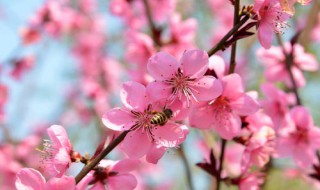 有关桃花的诗句 人面不知何处去,桃花依旧笑春风 有关桃花的诗句
