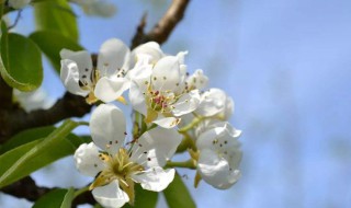 含有梨花的诗句 含有梨花的诗句有哪些?