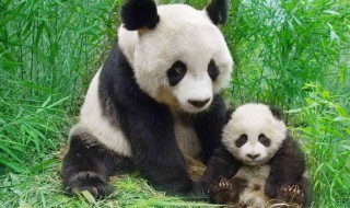 熊猫与山民的阅读答案 熊猫与山民的主要内容
