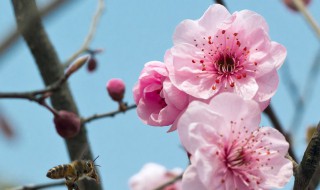 春暖花开的说说心情（春暖花开的说说心情朋友圈图片）