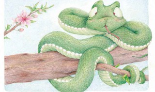 关于蛇的故事名字 关于蛇的故事