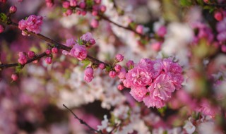 关于春花的诗句小学 关于春花的诗句
