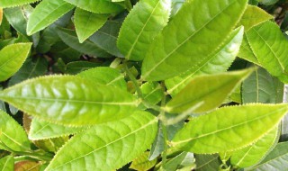 茶树精油的功效 茶树精油的功效与作用