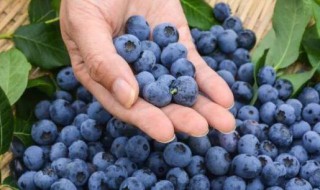 蓝莓一天吃多少为宜可以吃一盒吗 蓝莓一天吃多少为宜可以吃一盒吗孕妇