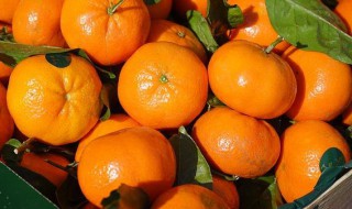 橘子保鲜技巧 橘子保鲜技巧视频