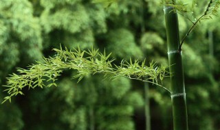 竹子的寓意象征什么 竹子的寓意和象征意义