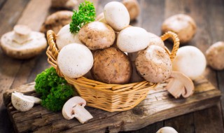 蘑菇的种类有哪些盘点常见5种菌类 蘑菇类有哪几种