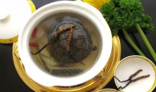 虫草蒸金龟的做法 虫草蒸金龟的做法窍门