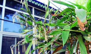 竹子开花的风水预兆 竹子开花赶紧搬家是什么意思