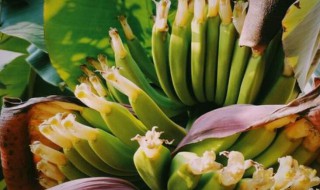 香蕉花的功效与作用 香蕉花的功效与作用及食用方法禁忌
