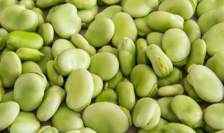 蚕豆兰花豆的功效与作用 兰花豆的功效与作用