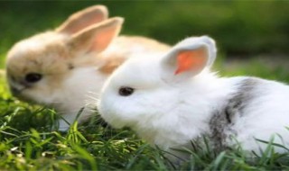 兔子的寓意和象征 祝像兔子的话 兔子的寓意