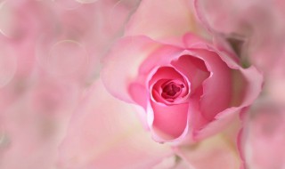 粉玫瑰的寓意 红玫瑰粉玫瑰的寓意