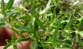 白花蛇舌草和半枝莲的功效与作用 白花蛇舌草和半枝莲的功效与作用和用量