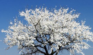 什么树开白花 春天什么树开白花