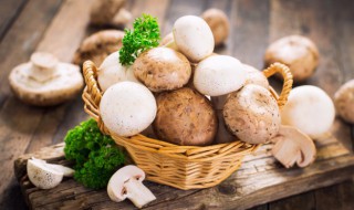 蘑菇粉的作用与功效禁忌 蘑菇粉的作用与功效