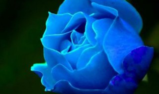 蓝玫瑰的含义是什么 蓝玫瑰代表什么意思?