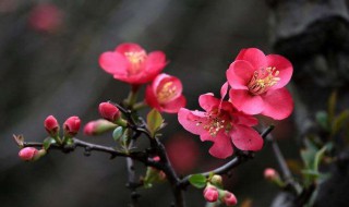 海棠花是什么季节开的（海棠花是什么季节开的什么颜色）