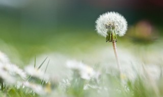 蒲公英根茶的注意事项 蒲公英根茶正确喝法