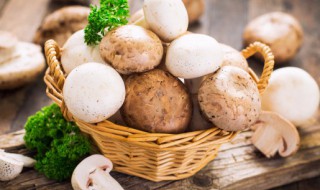 蘑菇的功效和作用蘑菇的营养价值 蘑菇的功效与作用及食用方法