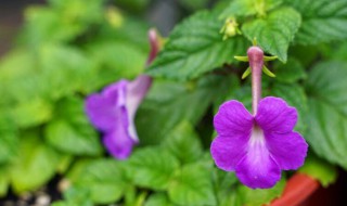 夏季播种的花有哪些（夏季播种的花卉）