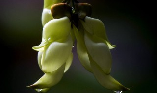 禾雀花什么时候开 禾雀花什么时候开花