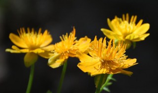 你知道金莲花的花语吗 你知道金莲花的花语吗英语