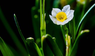 水仙花花语和象征 水仙花花语和象征的意义 视频