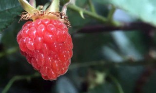 山莓可以吃吗 山莓可以直接吃吗