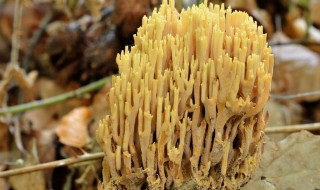珊瑚菌的吃法与功效 珊瑚菌的吃法
