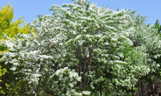 流苏树的花语和植物文化 流苏树的花叫什么