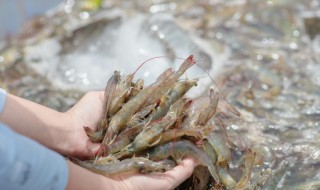 河虾怎么保存才新鲜（新鲜河虾怎么冰箱保存）