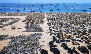 山海带的风水学应用 山海说海带苗