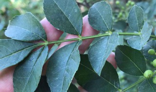 花椒叶子的功效与作用 花椒叶子的功效与作用煮水喝