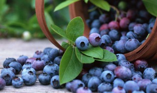 成人蓝莓一天吃多少为宜 蓝莓一天吃多少为宜