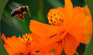赞美蜜蜂的诗句三年级 赞美蜜蜂的诗句