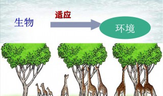 环境对生物的影响有什么（环境对生物的影响有什么意义）