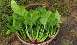 菠菜鸡蛋炒粉条怎么做