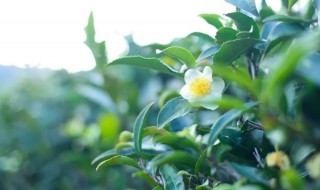 茶树花的功效与作用禁忌 茶树花的功效与作用