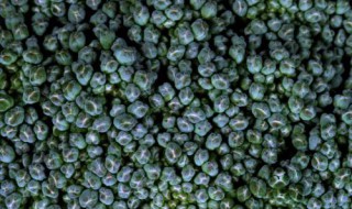 臭花菜籽有什么功效与作用 臭花菜种子的功效与作用