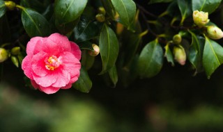 茶花冬天如何养殖（茶花冬天如何养殖方法）