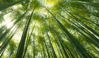 竹子的品质和精神 竹子的品质