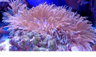 描写珊瑚的优美句子 描写珊瑚的优美句子的作文
