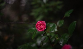 凉开水能不能浇花（凉开水能不能浇花草）