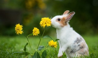 为什么说兔子是鬼变的 兔子进家门寓意