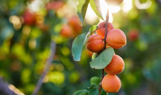 为什么杏子不能多吃 为什么杏子不能吃太多