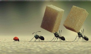 蚂蚁的作文300字 蚂蚁的作文