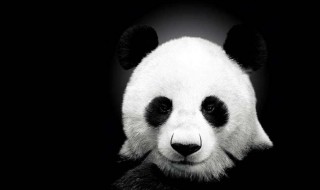 与大熊猫有关的资料与图片 与大熊猫有关的资料与图片大全