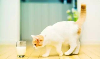 猫不能吃的20种食物（猫不能吃的20种食物猫可以吃的水果）